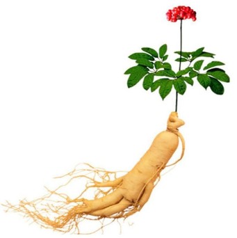 The Ginseng root, which is made up of the Xtrazex(1)