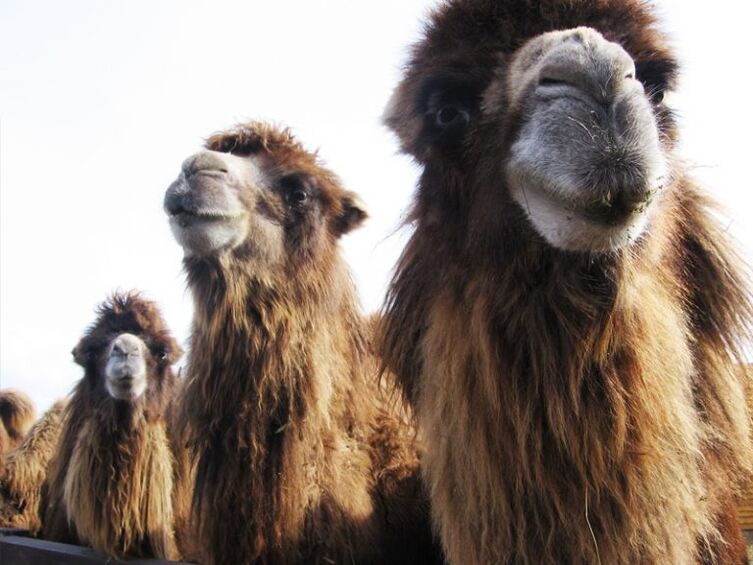 camel and stomach for efficiency