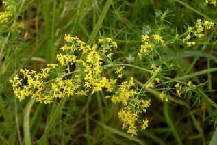 Bedstraw right