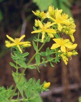 St. John's wort to increase efficiency