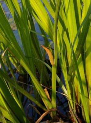 calamus herb to increase efficiency