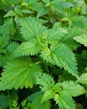 nettle to increase efficiency