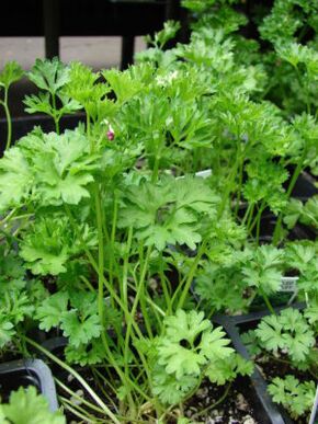 parsley to increase efficiency