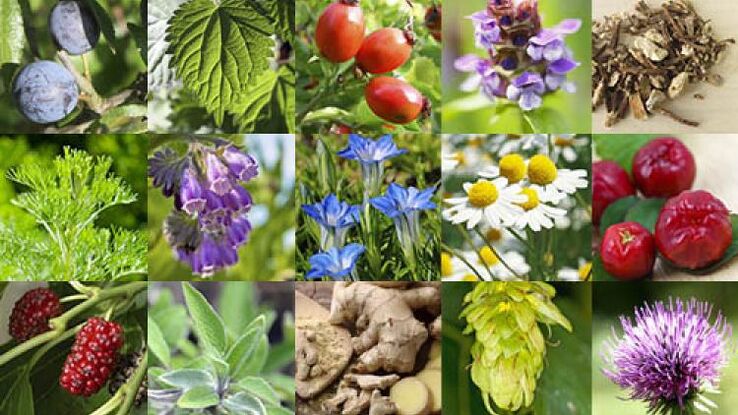 types of herbs to increase efficiency