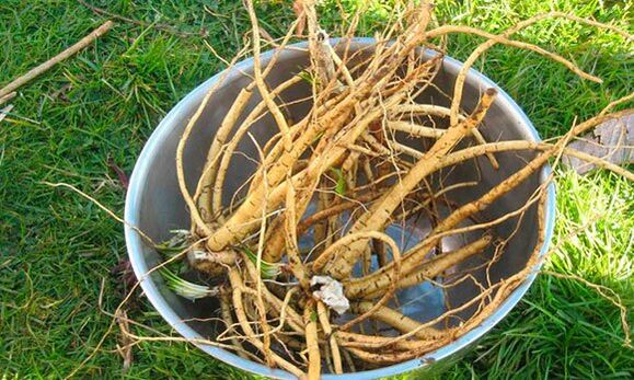 calamus root to increase potency