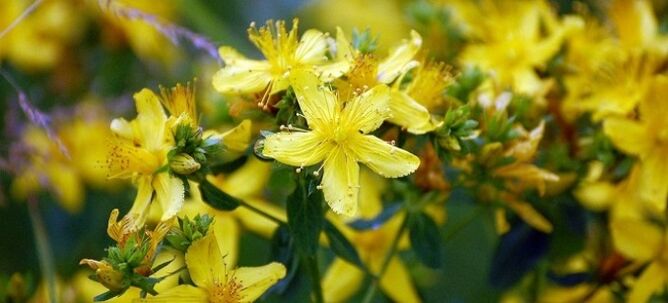 St. John's wort for potency