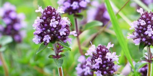 Thyme strengthens a person's sexual strength