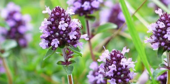 Thyme strengthens a person's sexual strength